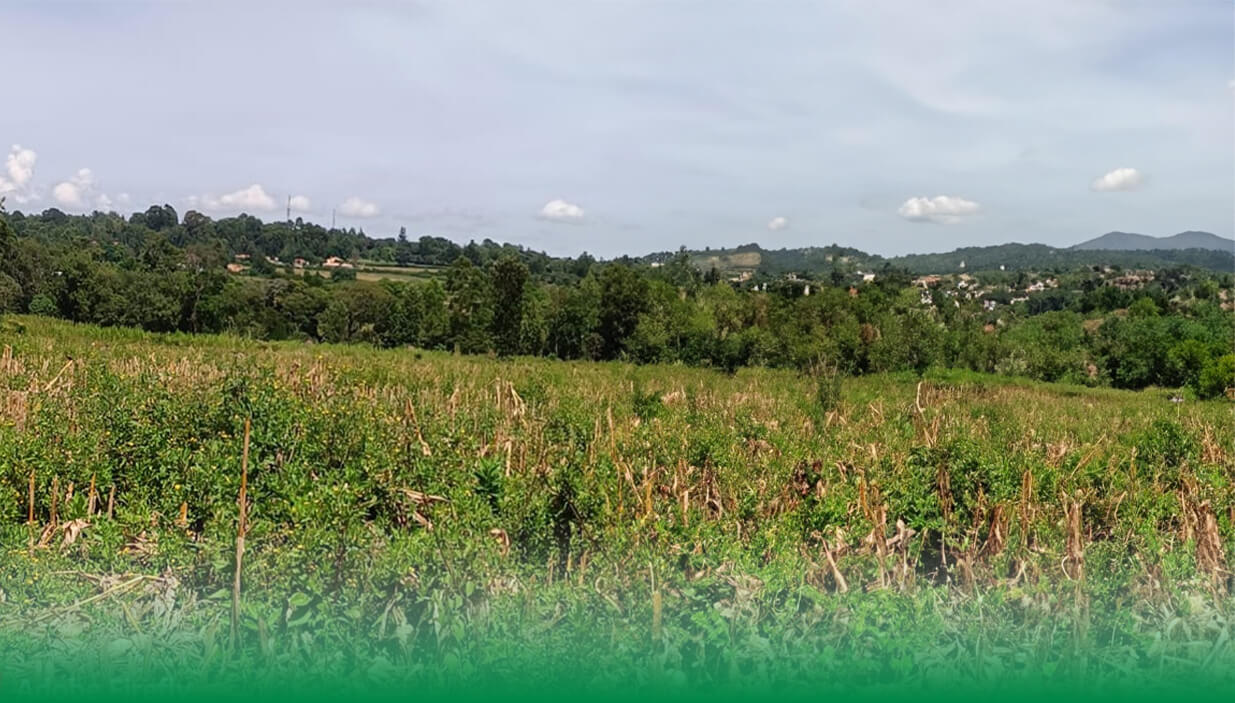 Vuyanzi Gardens Kitale